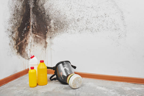 Attic Mold Removal in Dawsonville, GA