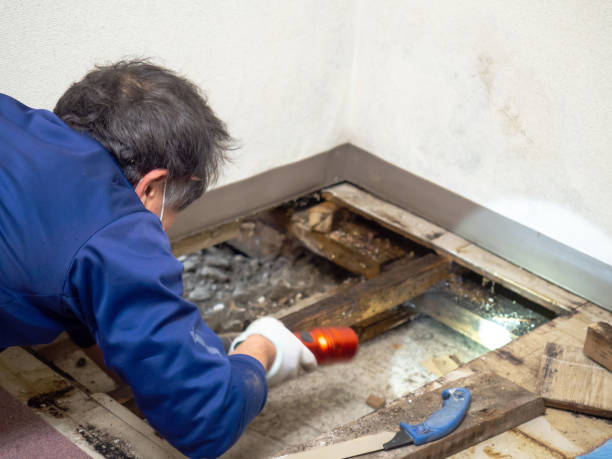 Best Mold Remediation  in Dawsonville, GA