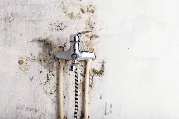 Best Mold Testing  in Dawsonville, GA