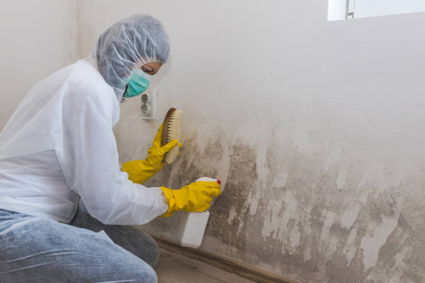 Best Crawl Space Mold Removal  in Dawsonville, GA