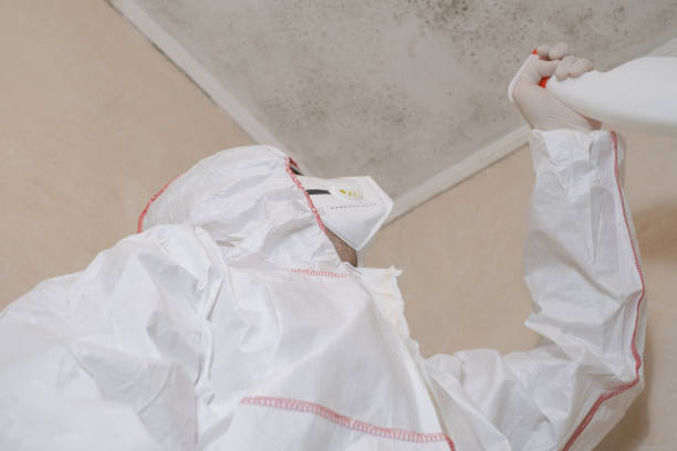 Best Best Mold Removal Companies  in Dawsonville, GA