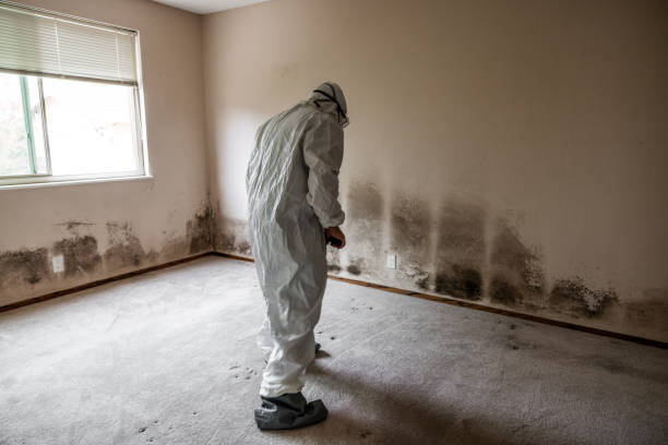 Best Mold Testing  in Dawsonville, GA