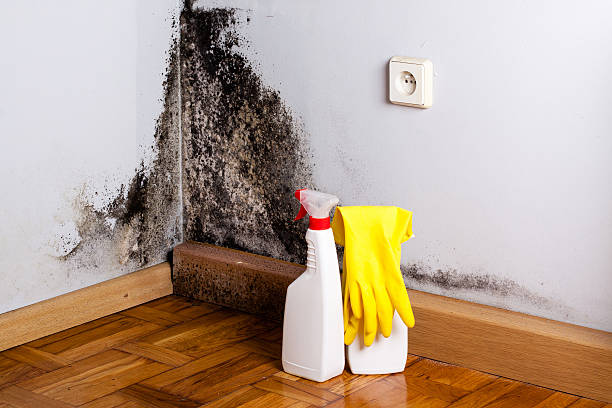 Trusted Dawsonville, GA Mold Removal Experts