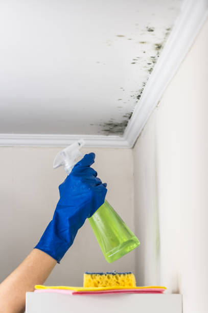 Best Mold Remediation  in Dawsonville, GA